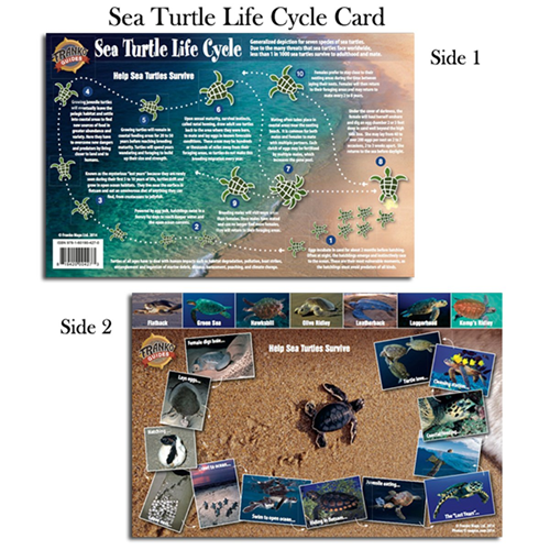 Card, Sea Turtle